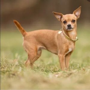 Meet your Posher, Domingo